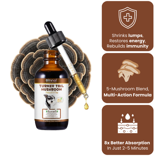 Get Your Organic Turkey Tail Drops Today