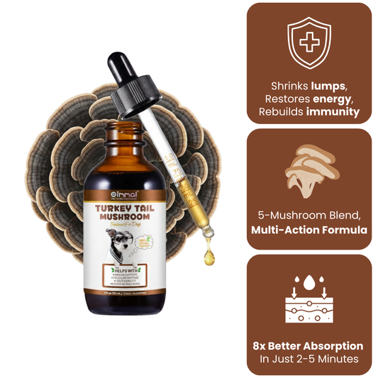 Get Your Organic Turkey Tail Drops Today