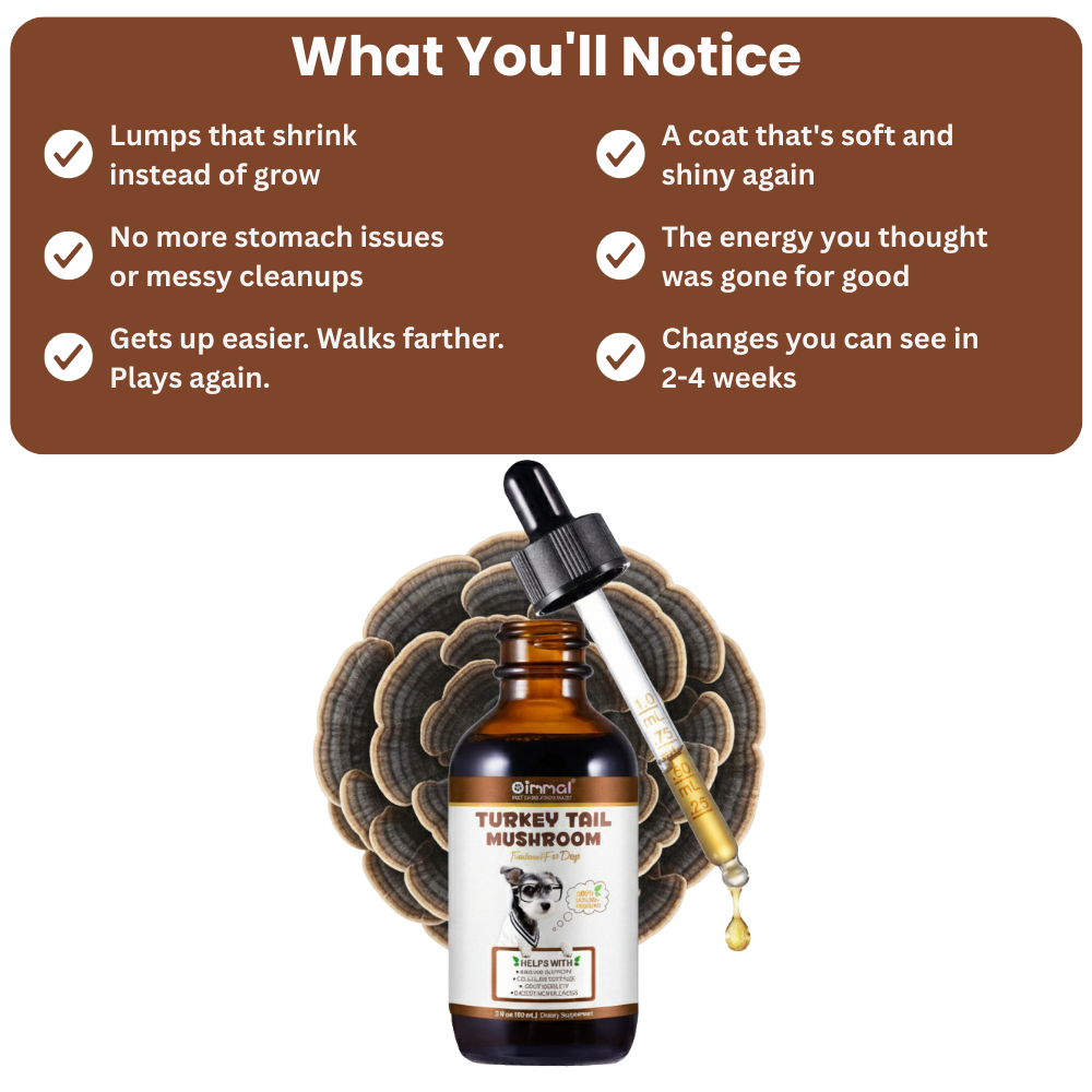 Get Your Organic Turkey Tail Drops Today